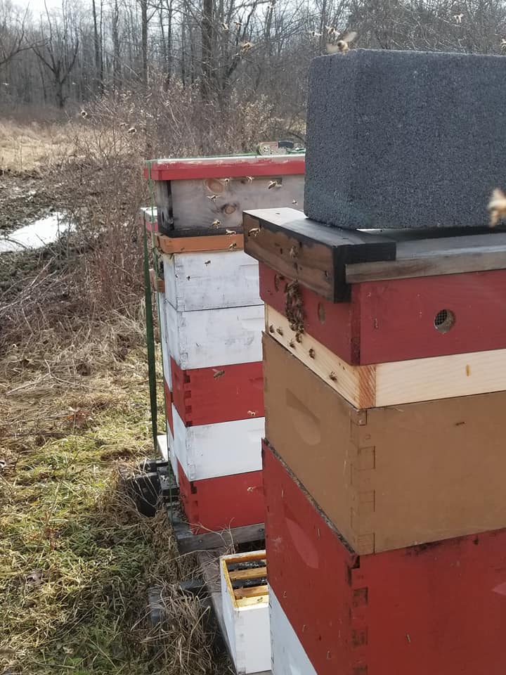Setting up a nuc between two strong bee hives.