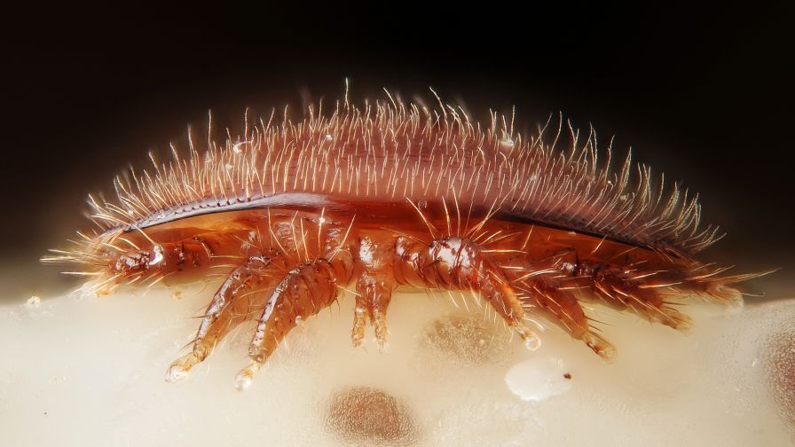 varroa destructor mite on honeybee