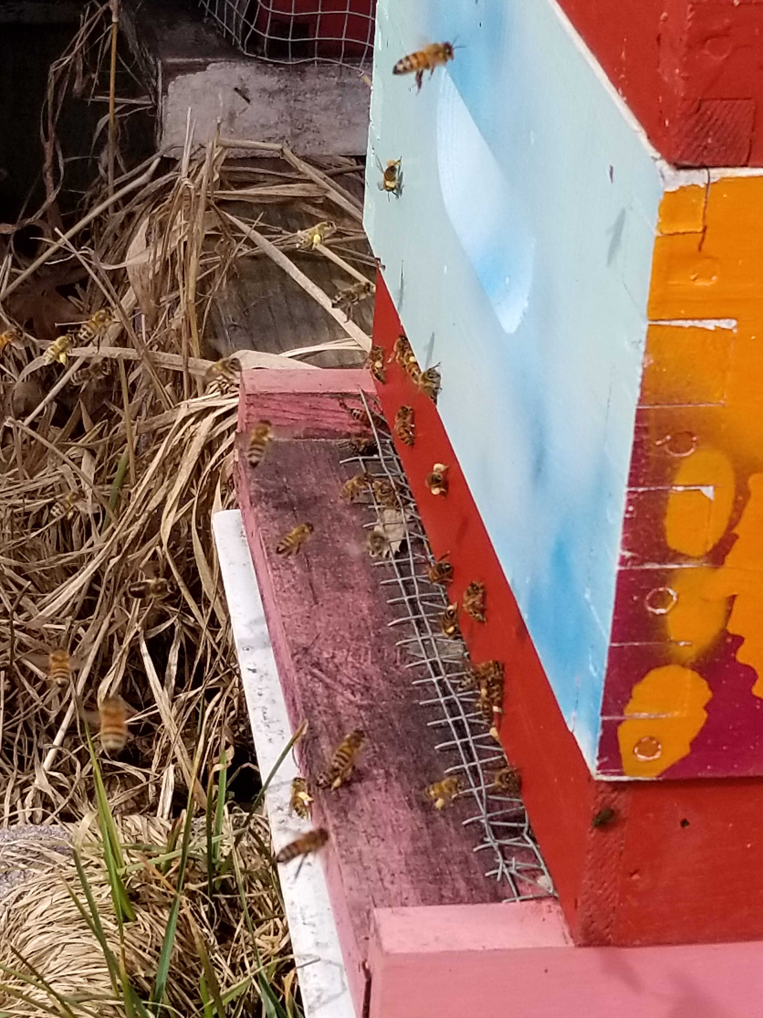 mouse guard on bee hive